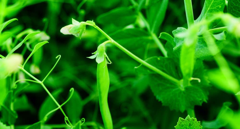 Agriculture, Alimentation, Société : la nouvelle donne